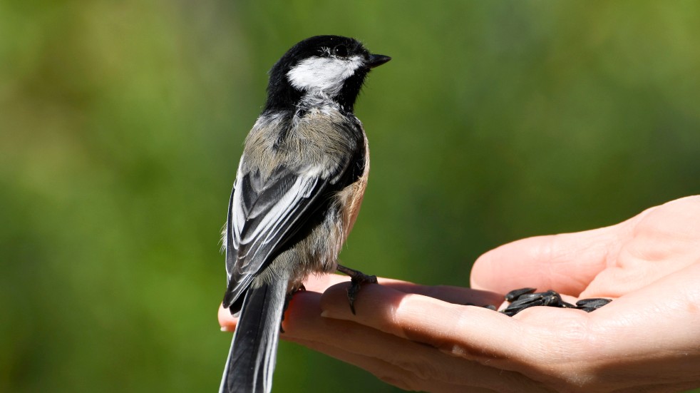 Free events July bird perched on hand